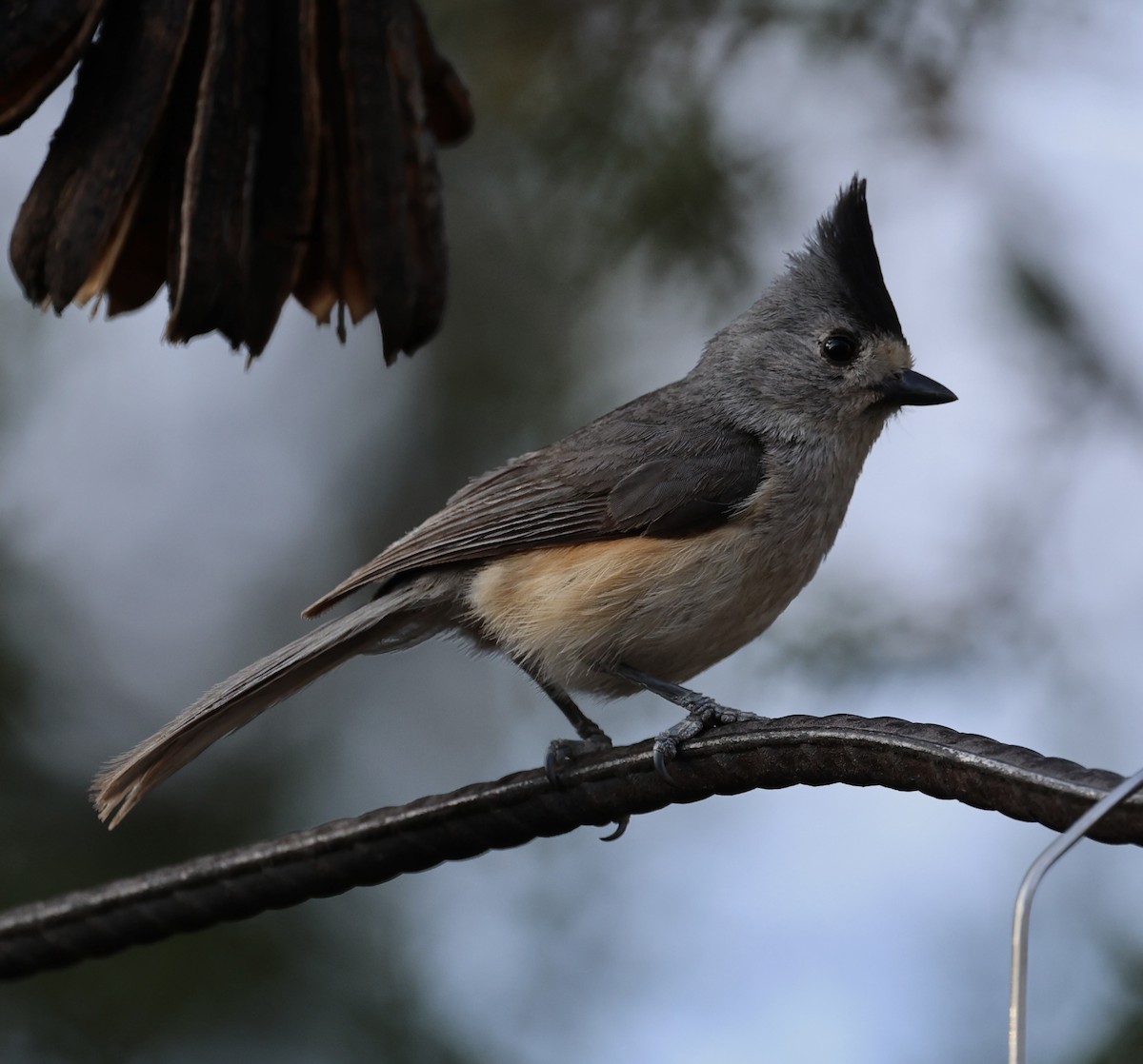 Black-crested Titmouse - Dean Silvers