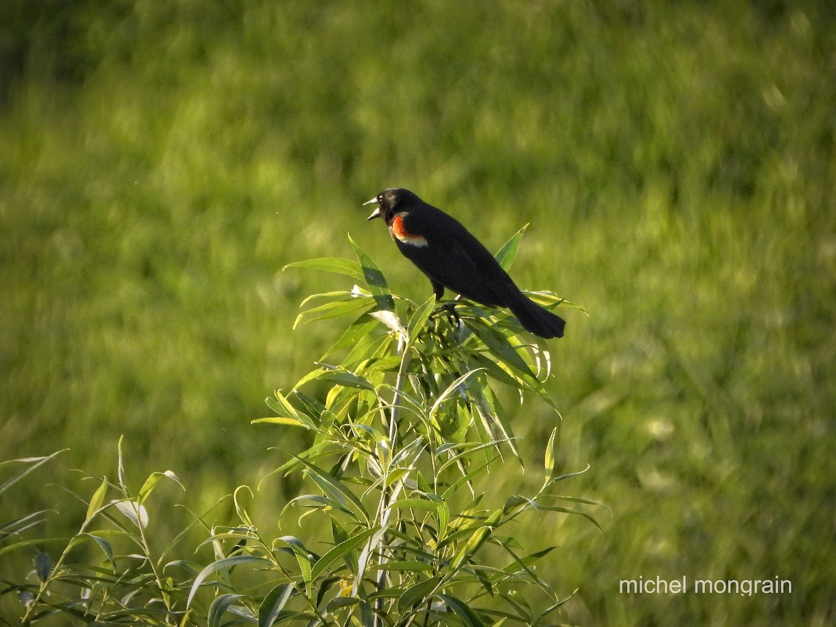 Red-winged Blackbird - ML620110825