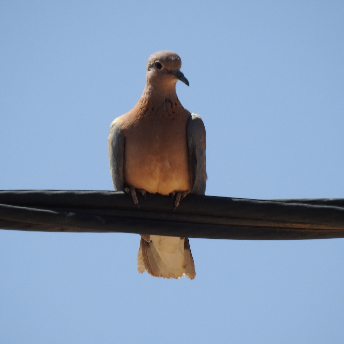 Laughing Dove - ML620110830