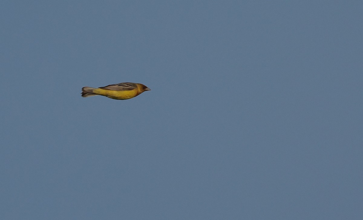 Red-headed Bunting - ML620110835