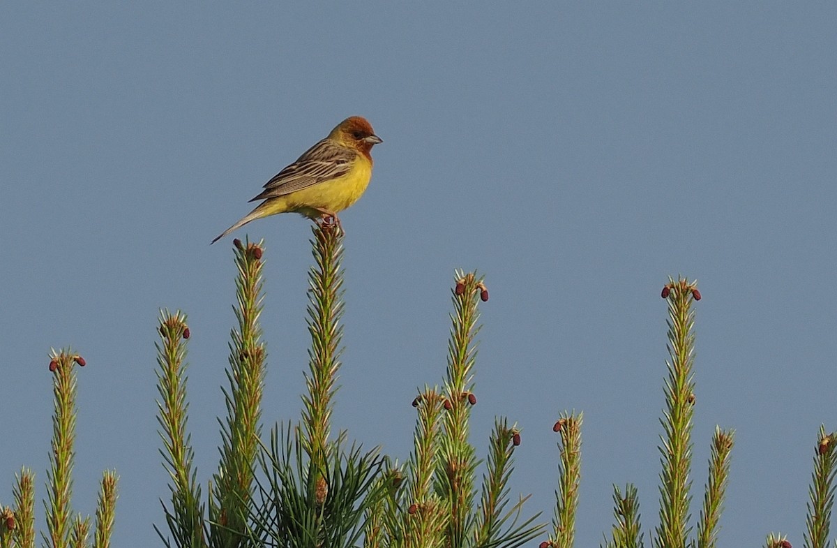 Red-headed Bunting - ML620110838