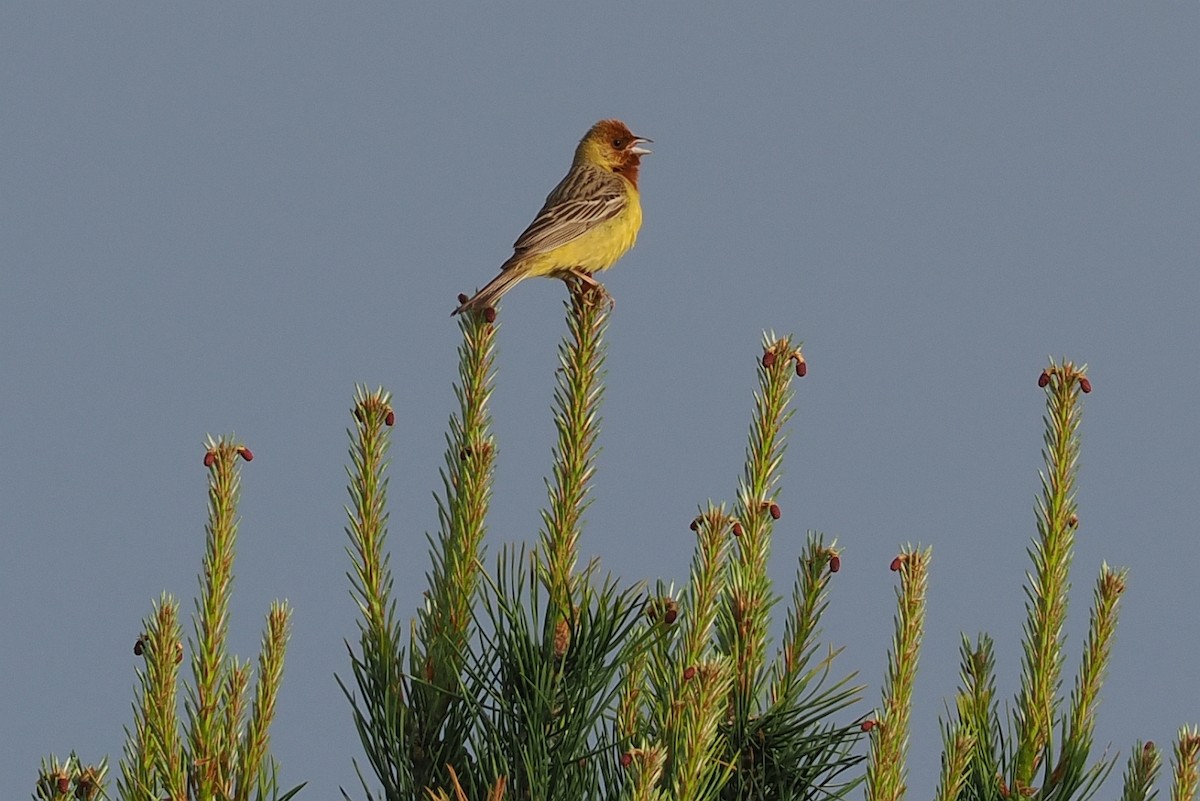Red-headed Bunting - ML620110839