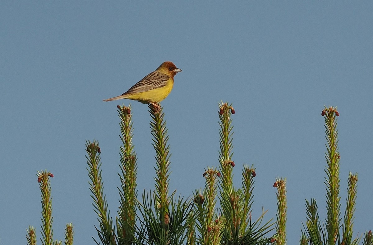 Red-headed Bunting - ML620110840