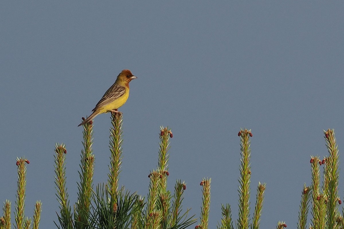 Red-headed Bunting - ML620110841