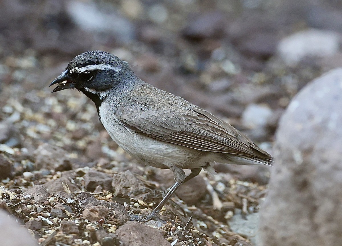 Black-throated Sparrow - ML620110842