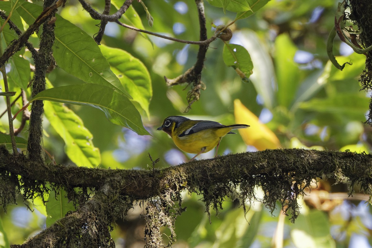 Black-eared Shrike-Babbler - ML620110846