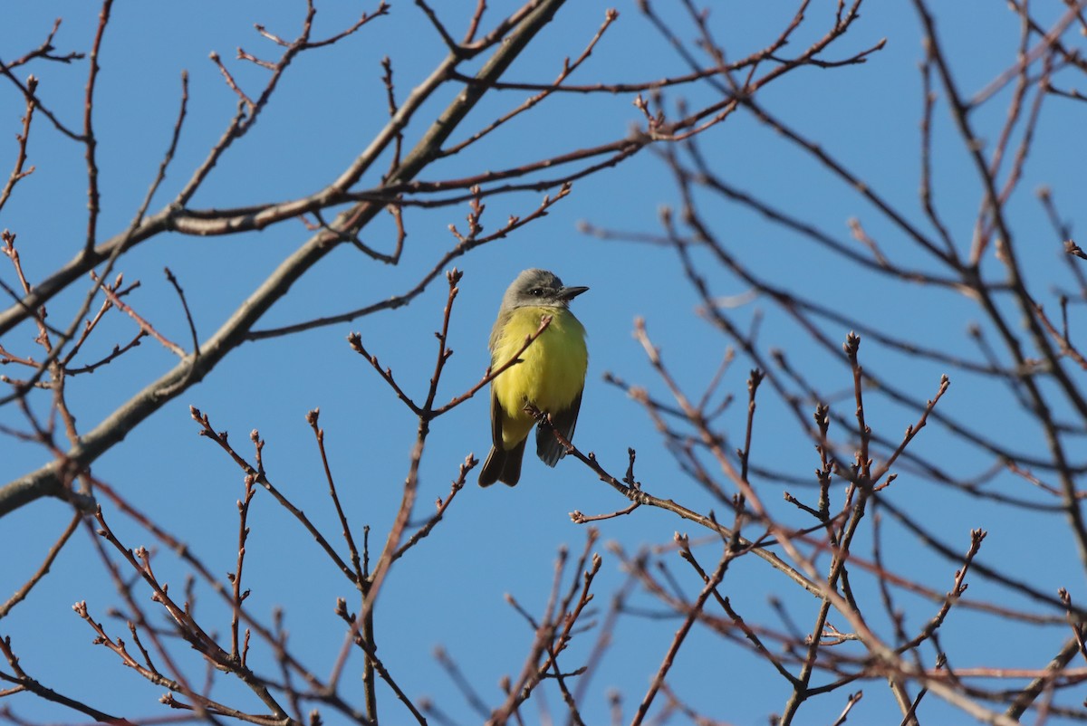 Tropical Kingbird - ML620110864