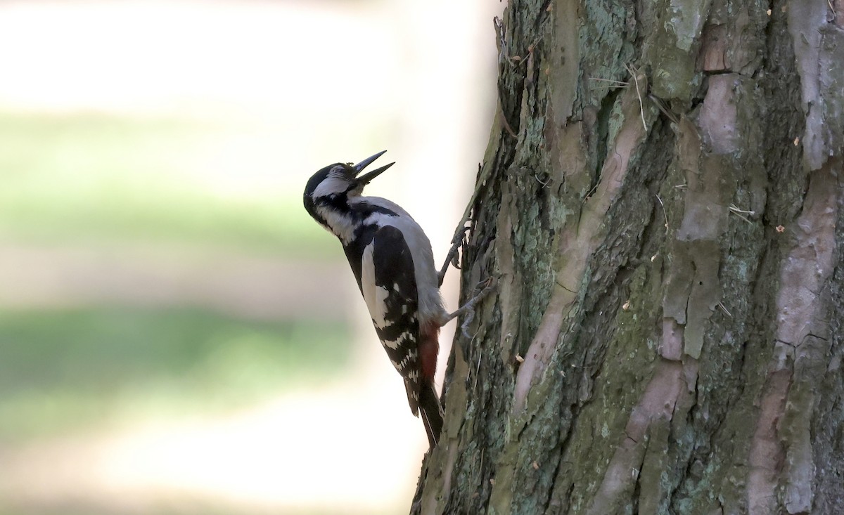 Great Spotted Woodpecker - ML620110874