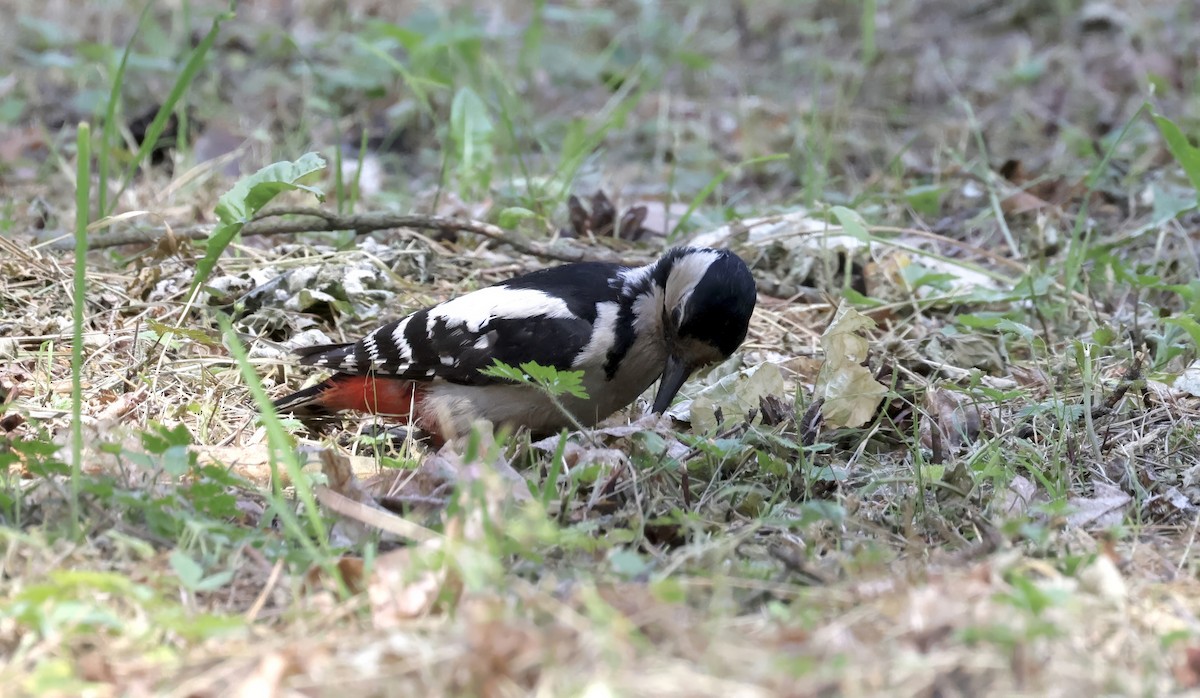 Great Spotted Woodpecker - ML620110875