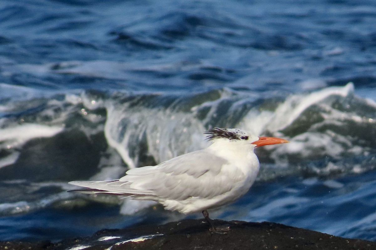 Royal Tern - ML620110876