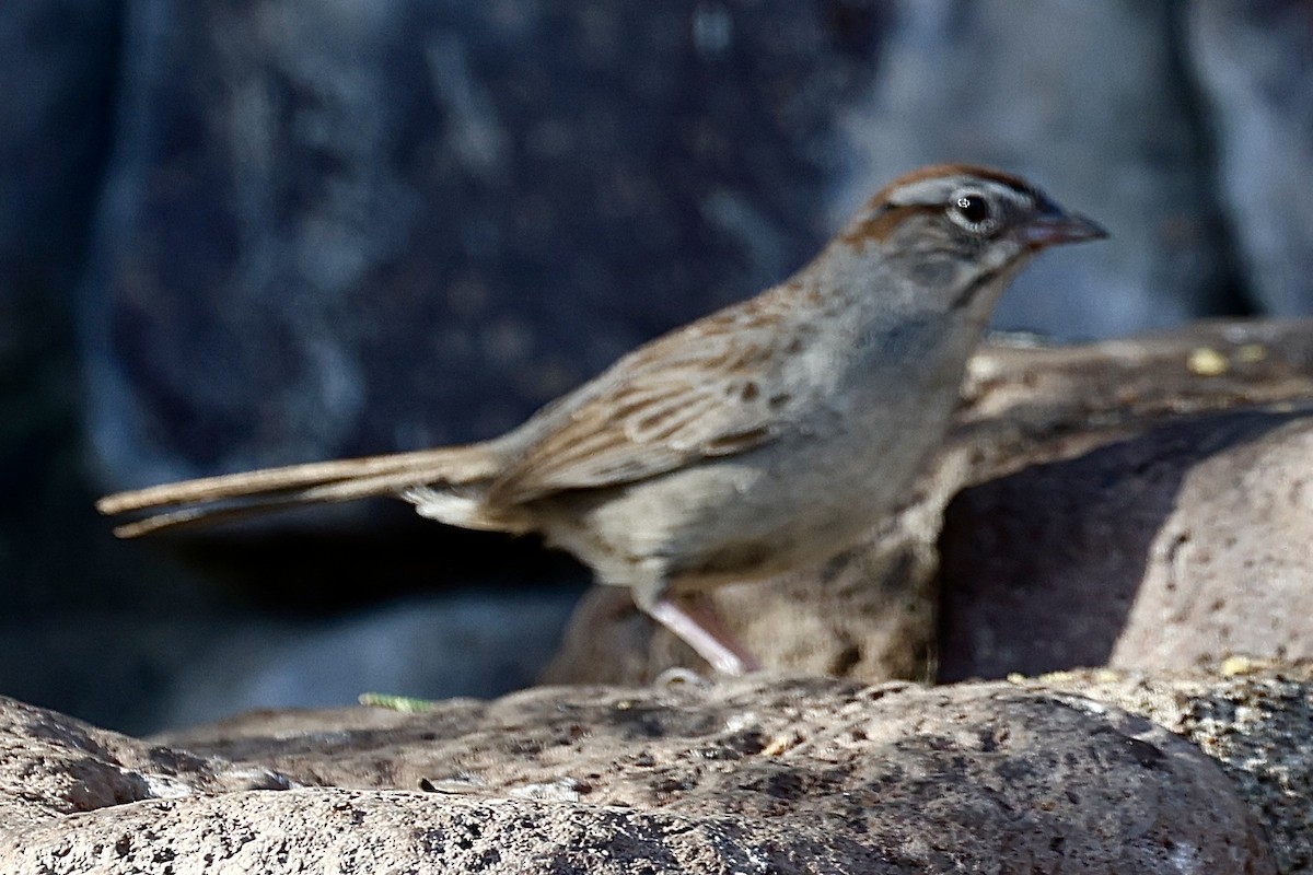 Rufous-crowned Sparrow - ML620110879