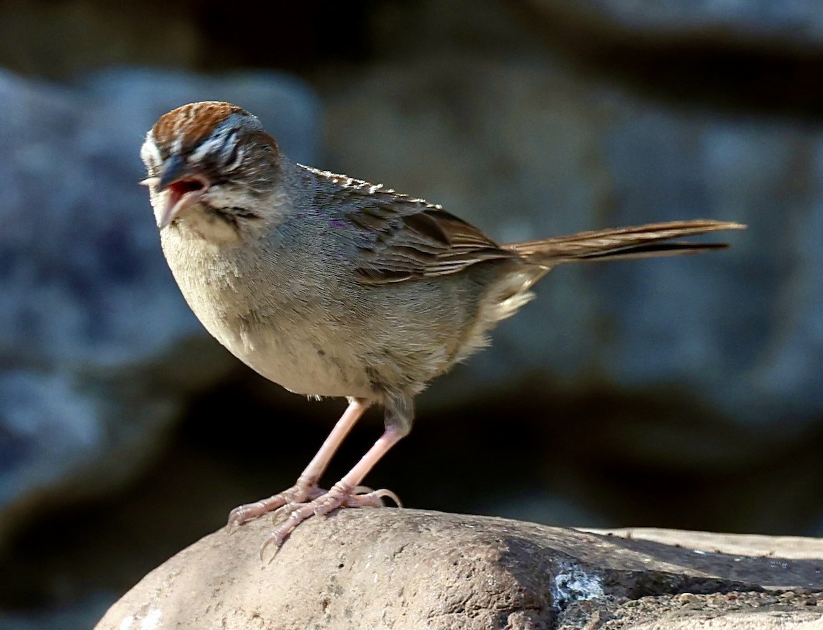 Rufous-crowned Sparrow - ML620110880