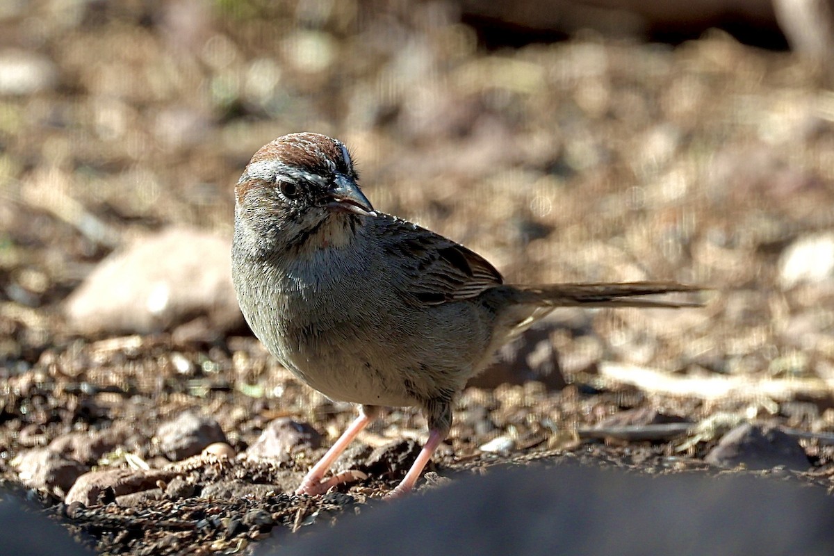 Rufous-crowned Sparrow - ML620110882