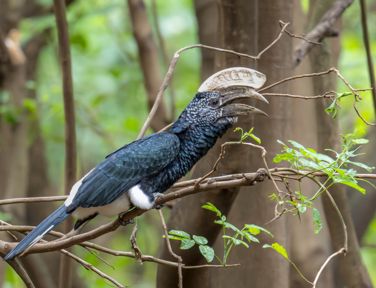 Silvery-cheeked Hornbill - ML620110884