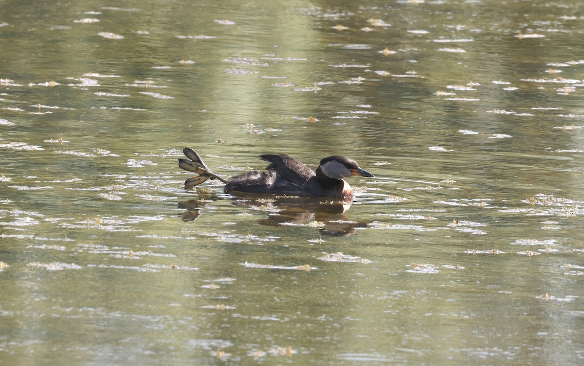 Red-necked Grebe - ML620110892