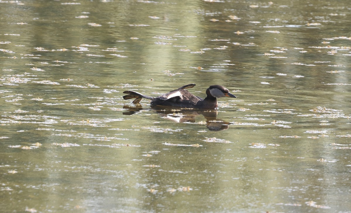 Red-necked Grebe - ML620110893