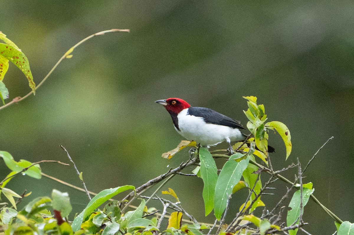 Red-capped Cardinal - ML620110899