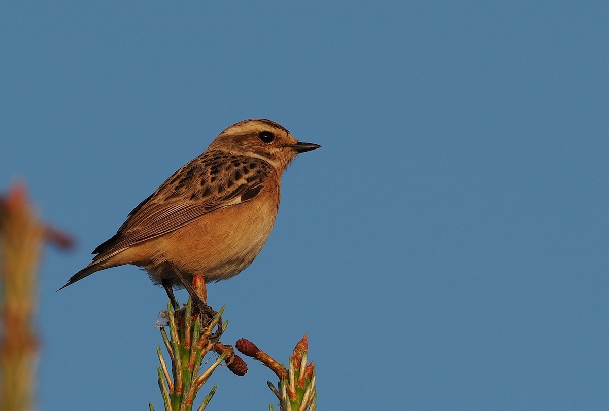 Whinchat - ML620110903