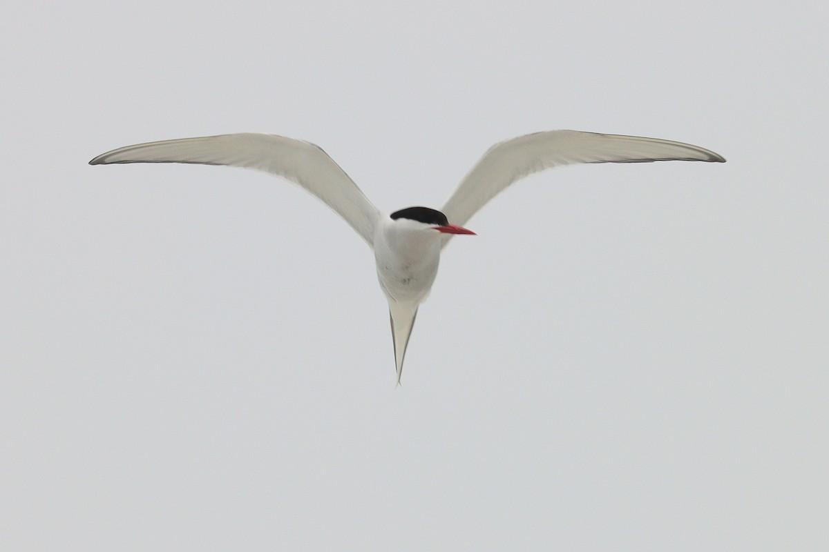 Arctic Tern - ML620110906