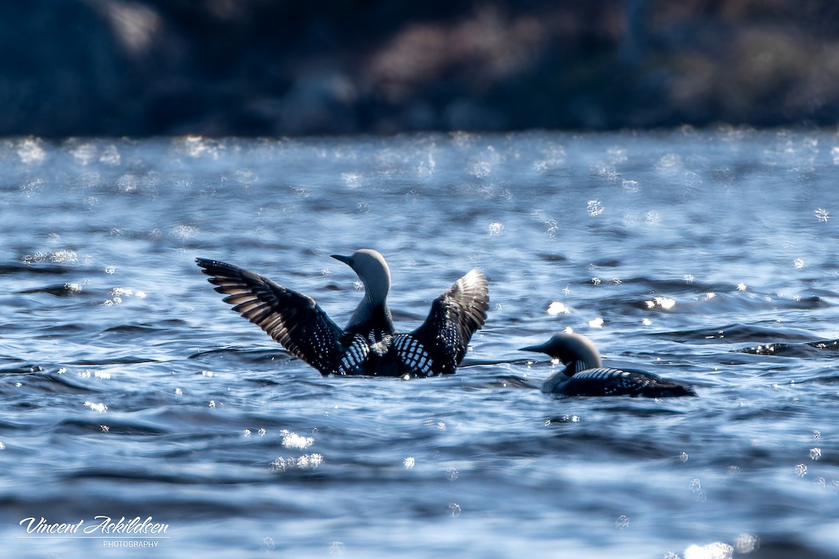 Arctic Loon - ML620110907