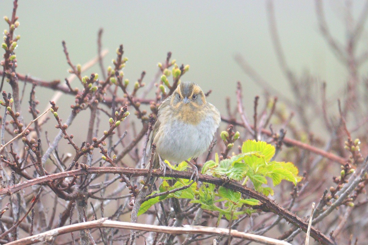 Nelson's Sparrow (Atlantic Coast) - ML620110916