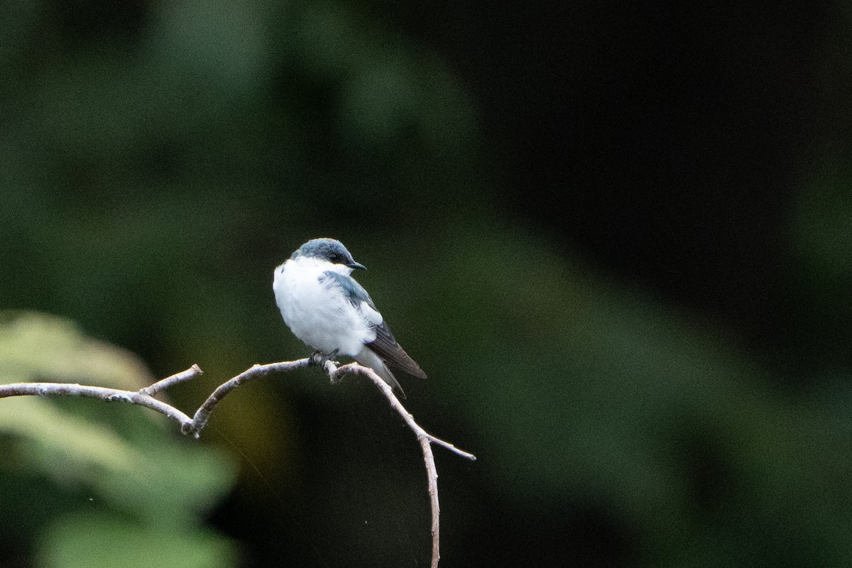 White-winged Swallow - ML620110929