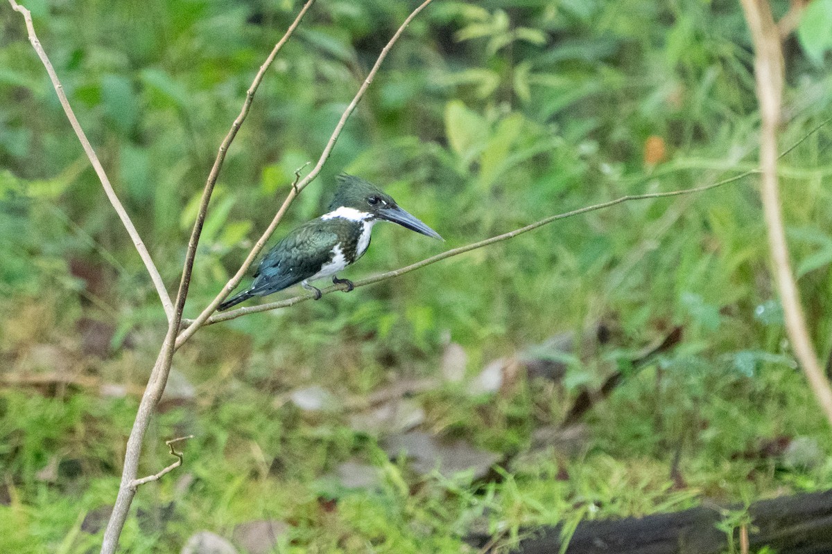 Amazon Kingfisher - ML620110954