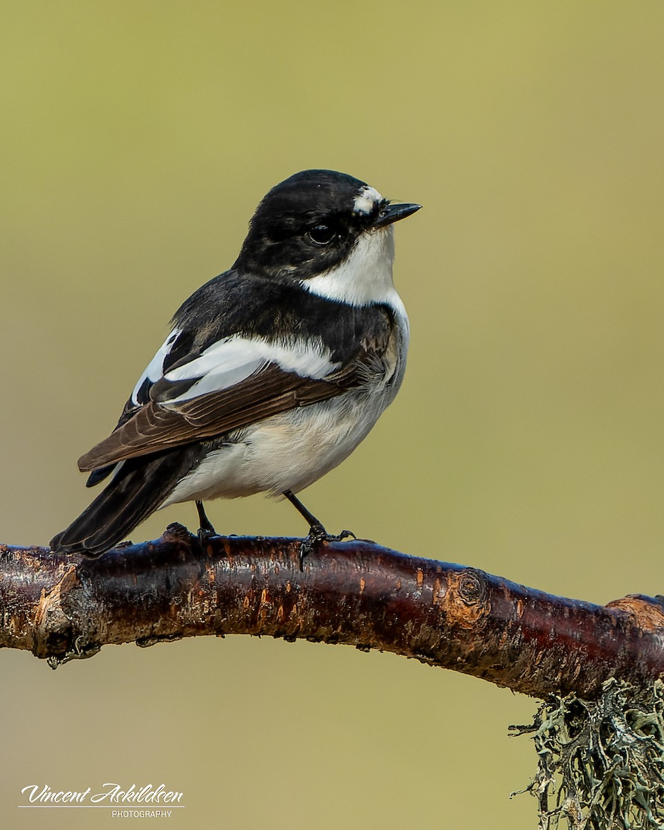 European Pied Flycatcher - ML620110976