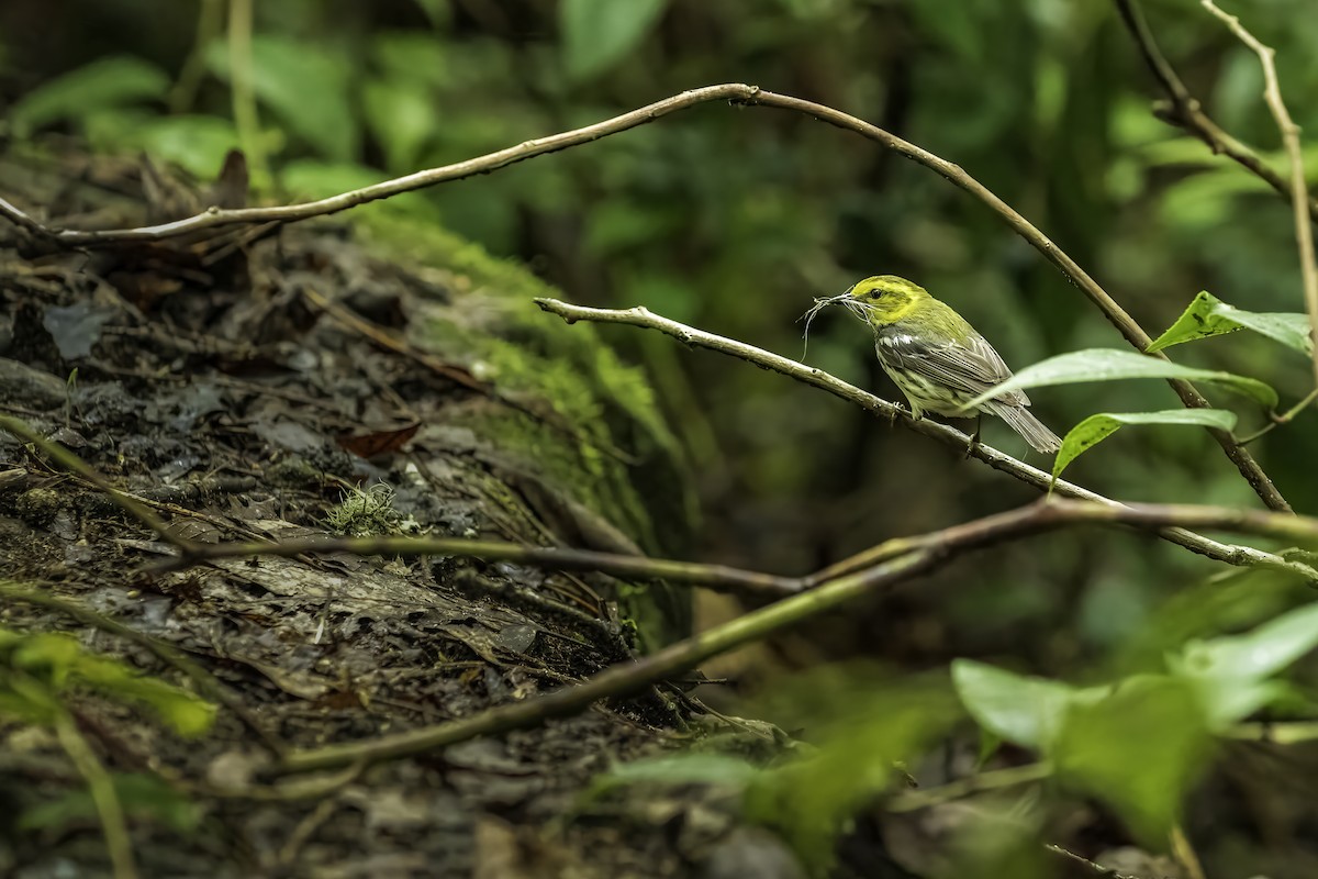 Black-throated Green Warbler - ML620110992