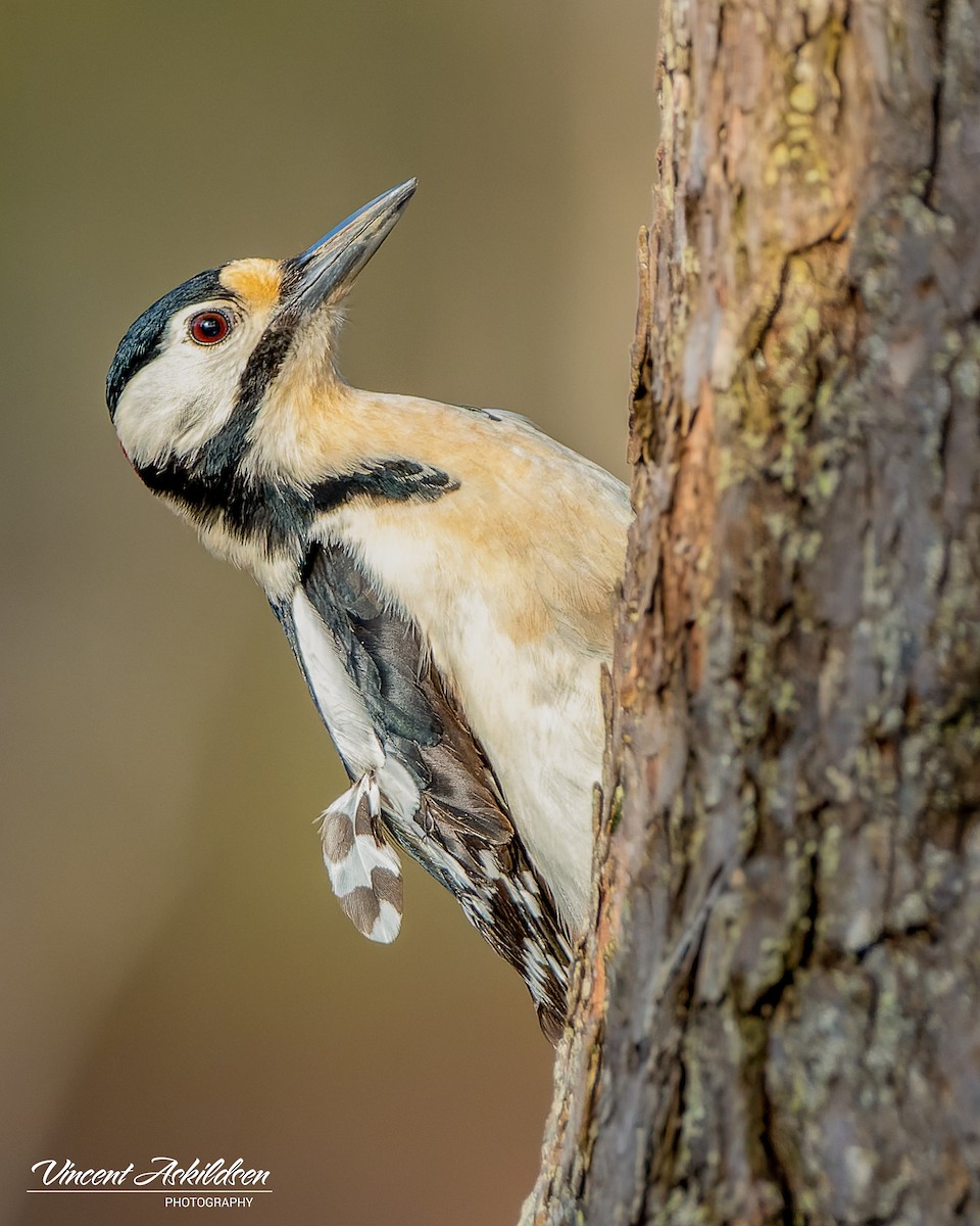 Great Spotted Woodpecker - ML620110995
