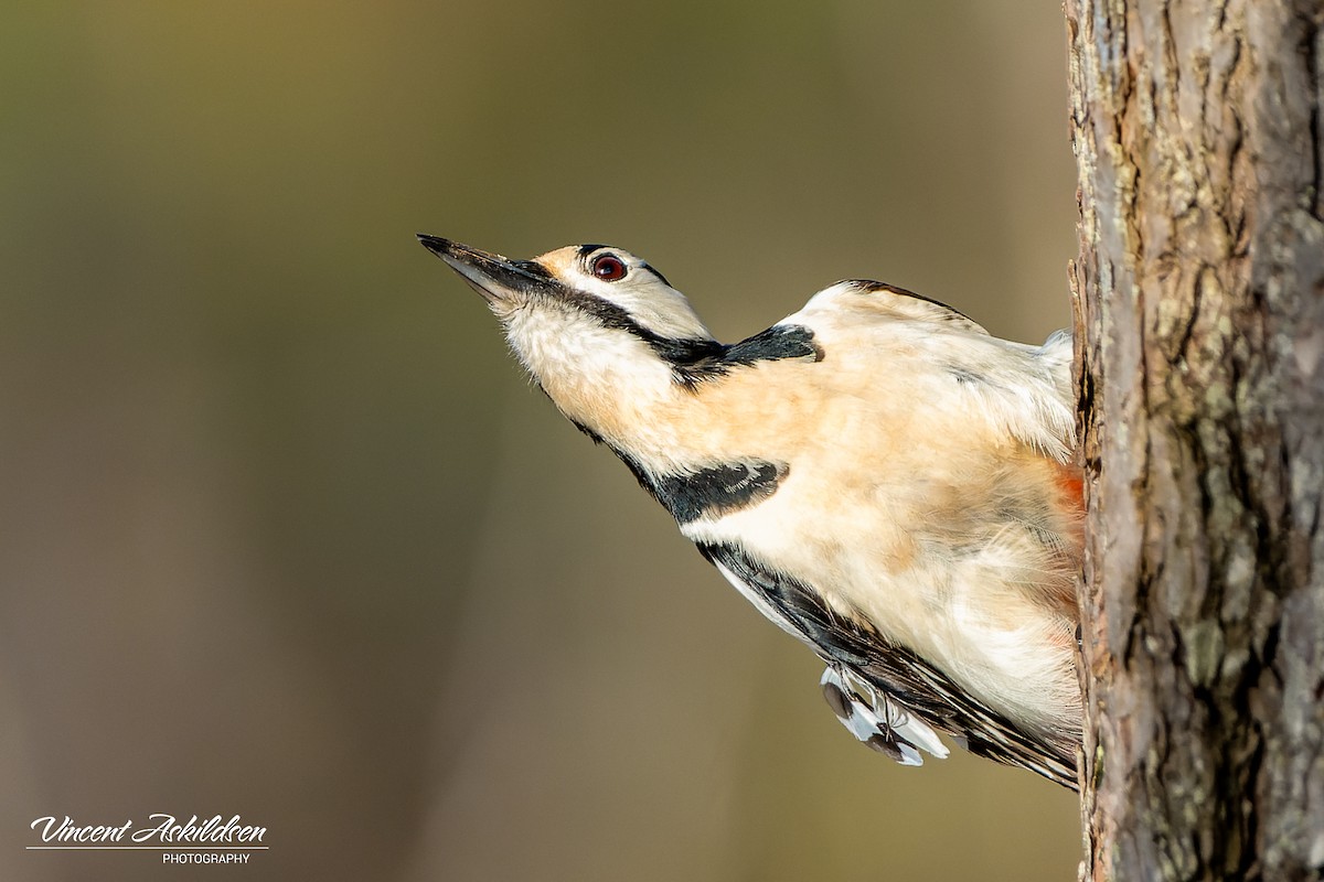 Great Spotted Woodpecker - ML620110996