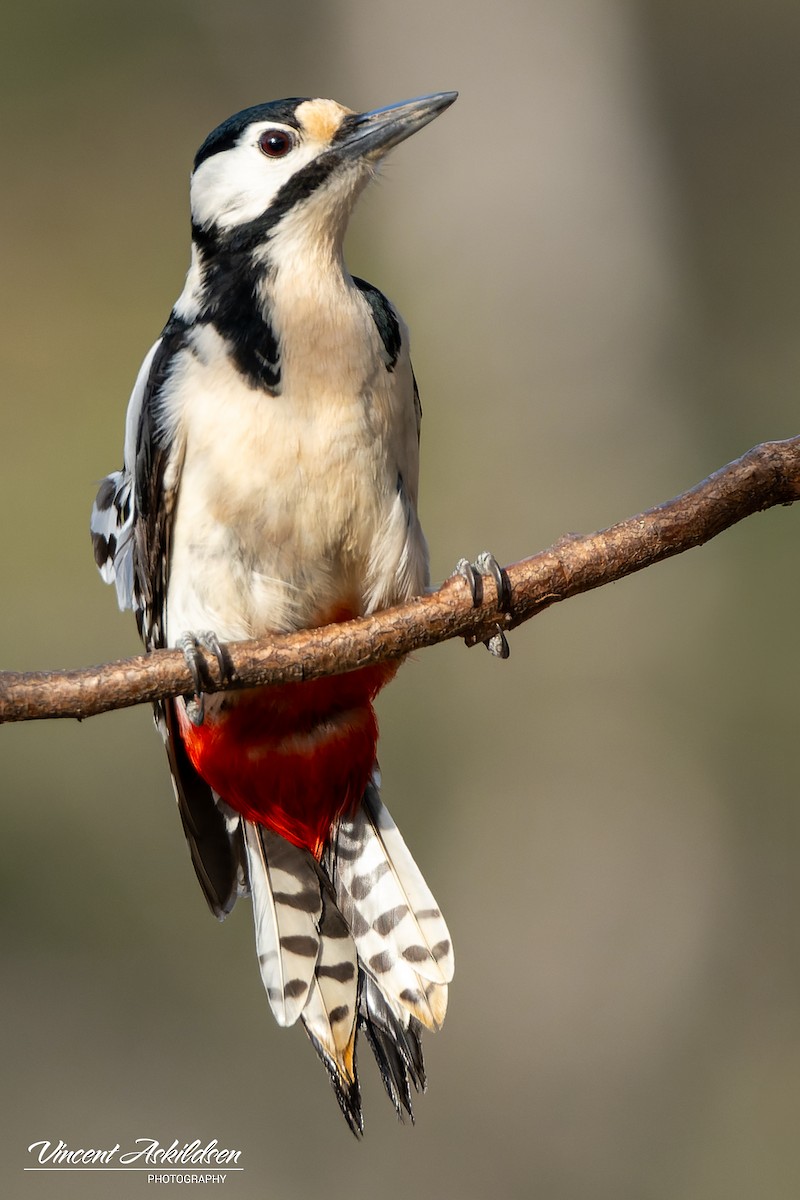 Great Spotted Woodpecker - ML620110997