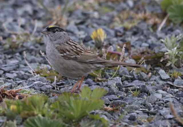 Golden-crowned Sparrow - ML620110999