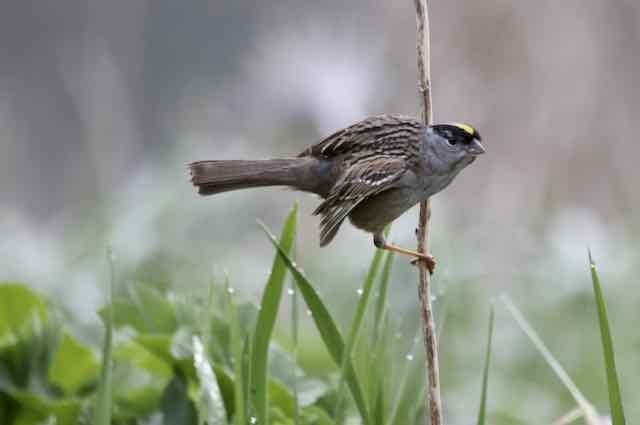 Golden-crowned Sparrow - ML620111000