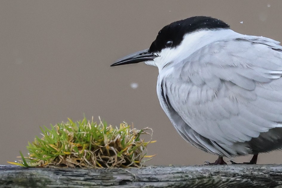 Common Tern (longipennis) - ML620111007