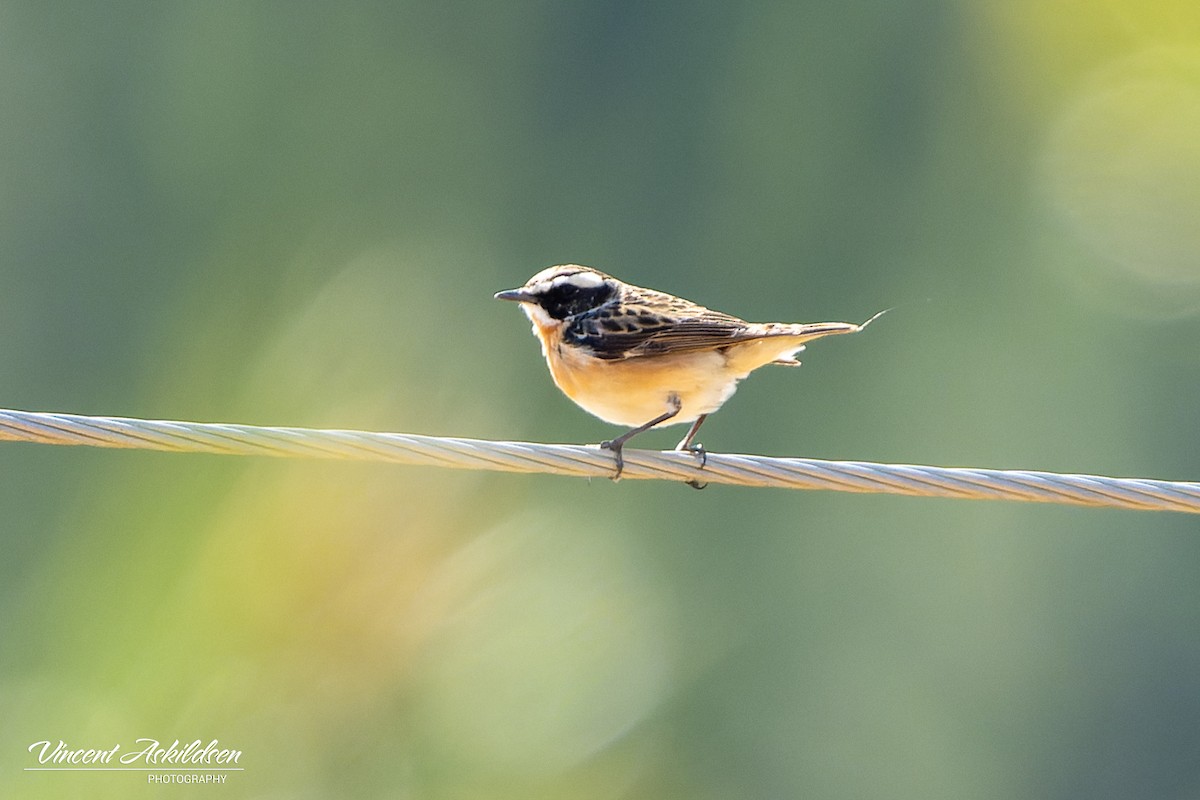 Whinchat - ML620111009