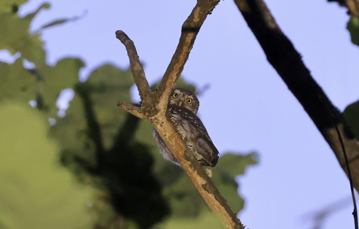 Eurasian Pygmy-Owl - ML620111025
