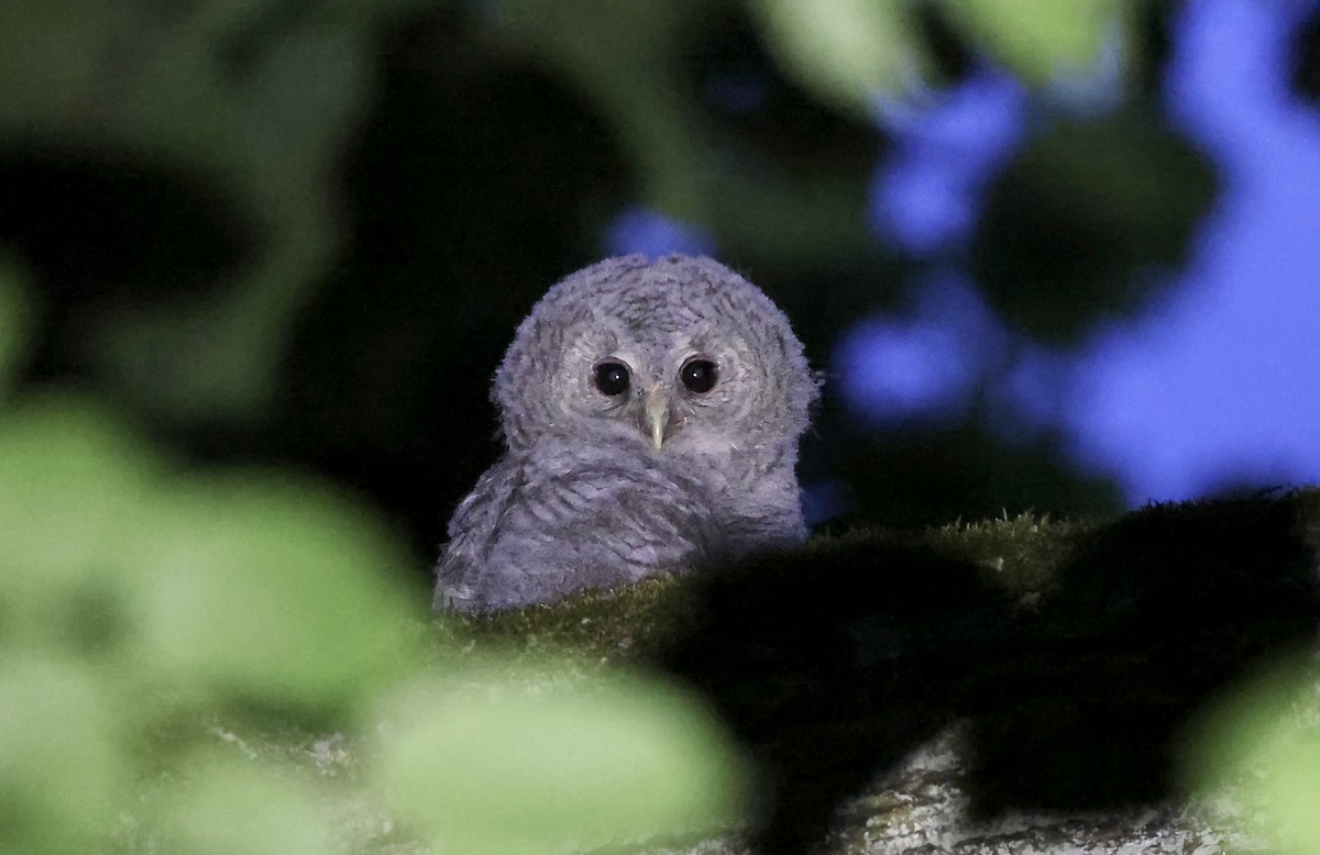 Tawny Owl - ML620111030