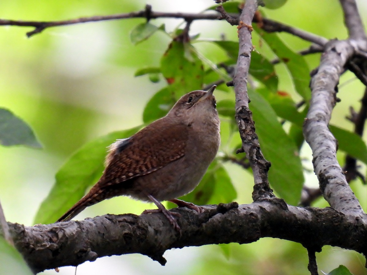 Northern House Wren - ML620111031