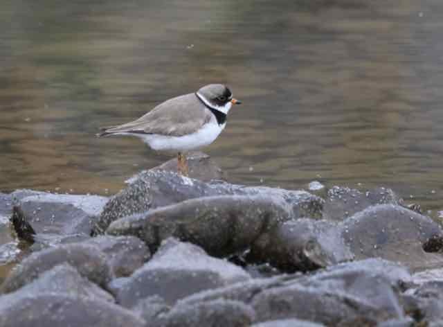Semipalmated Plover - ML620111041