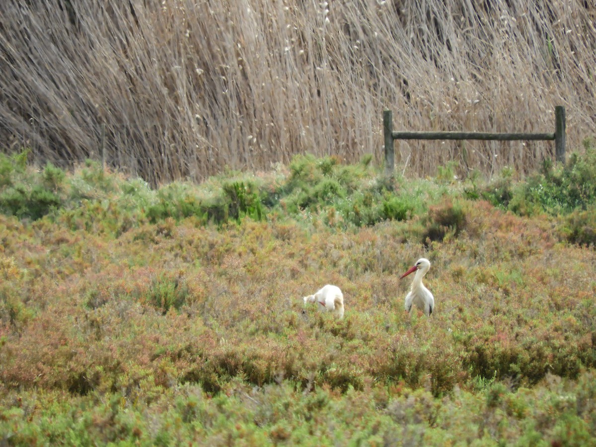 White Stork - ML620111049