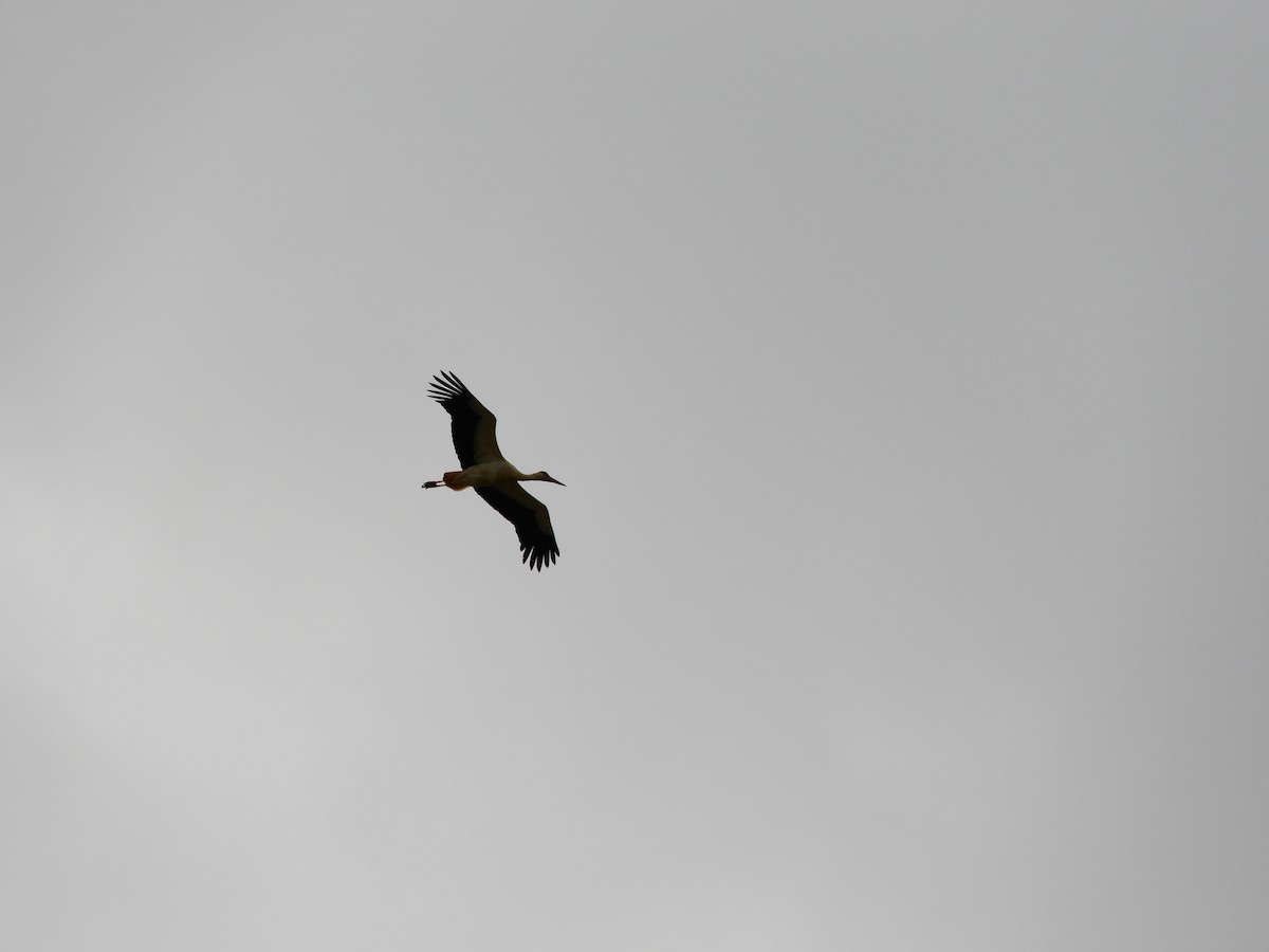 White Stork - ML620111058