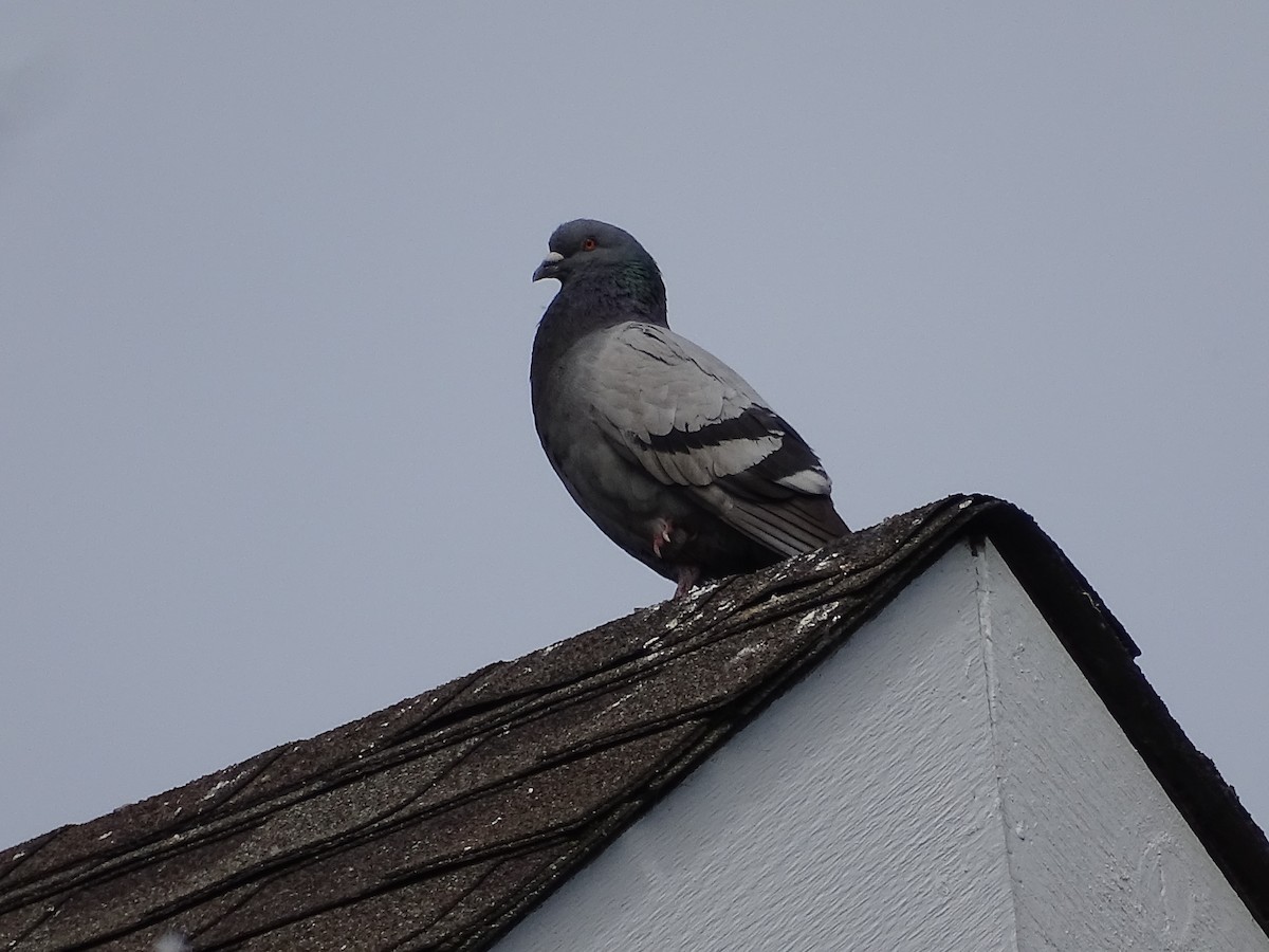 Rock Pigeon (Feral Pigeon) - ML620111061