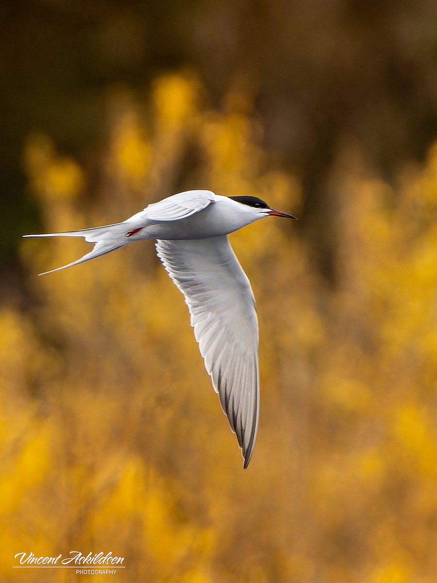 Common Tern - ML620111062