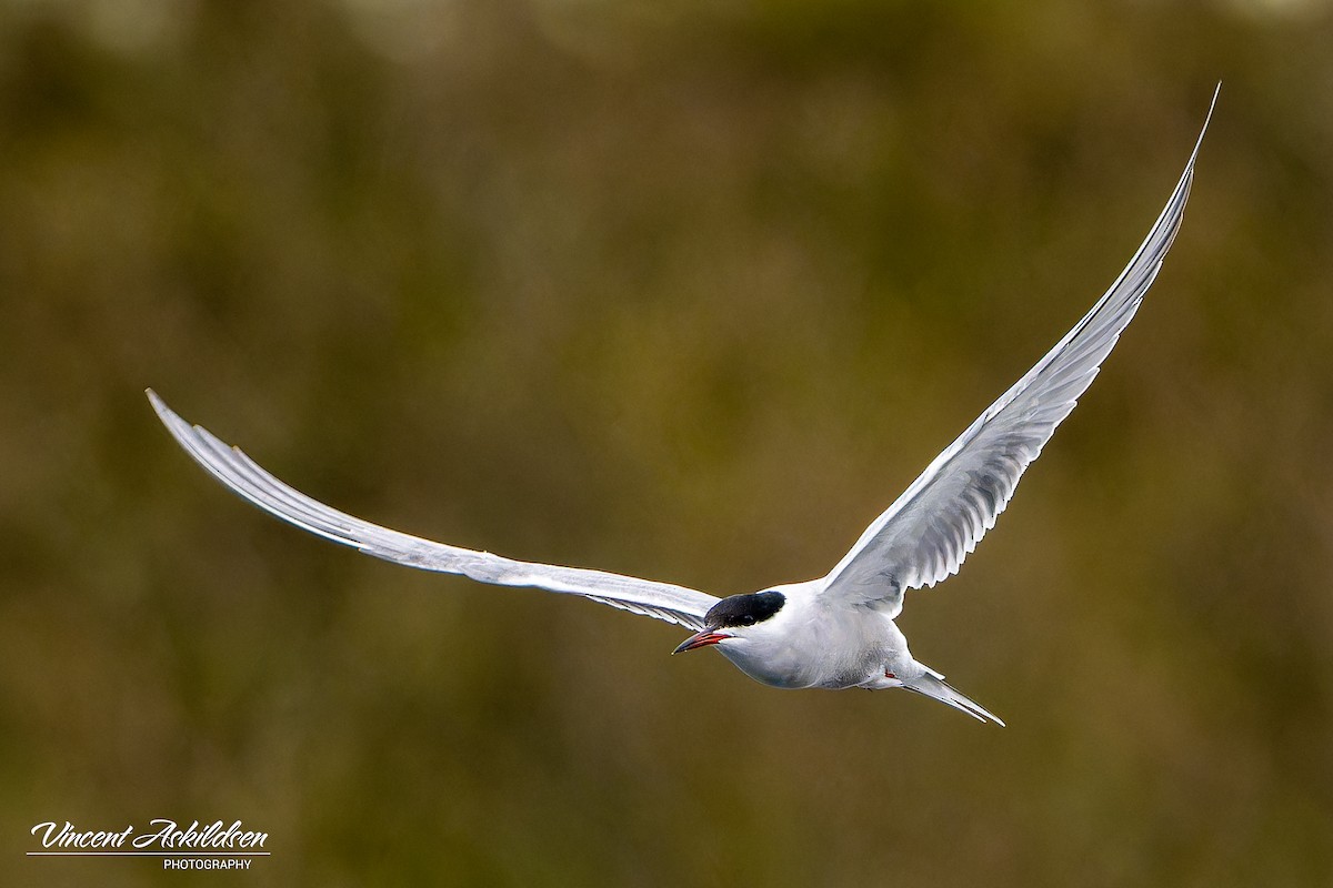 Common Tern - ML620111063