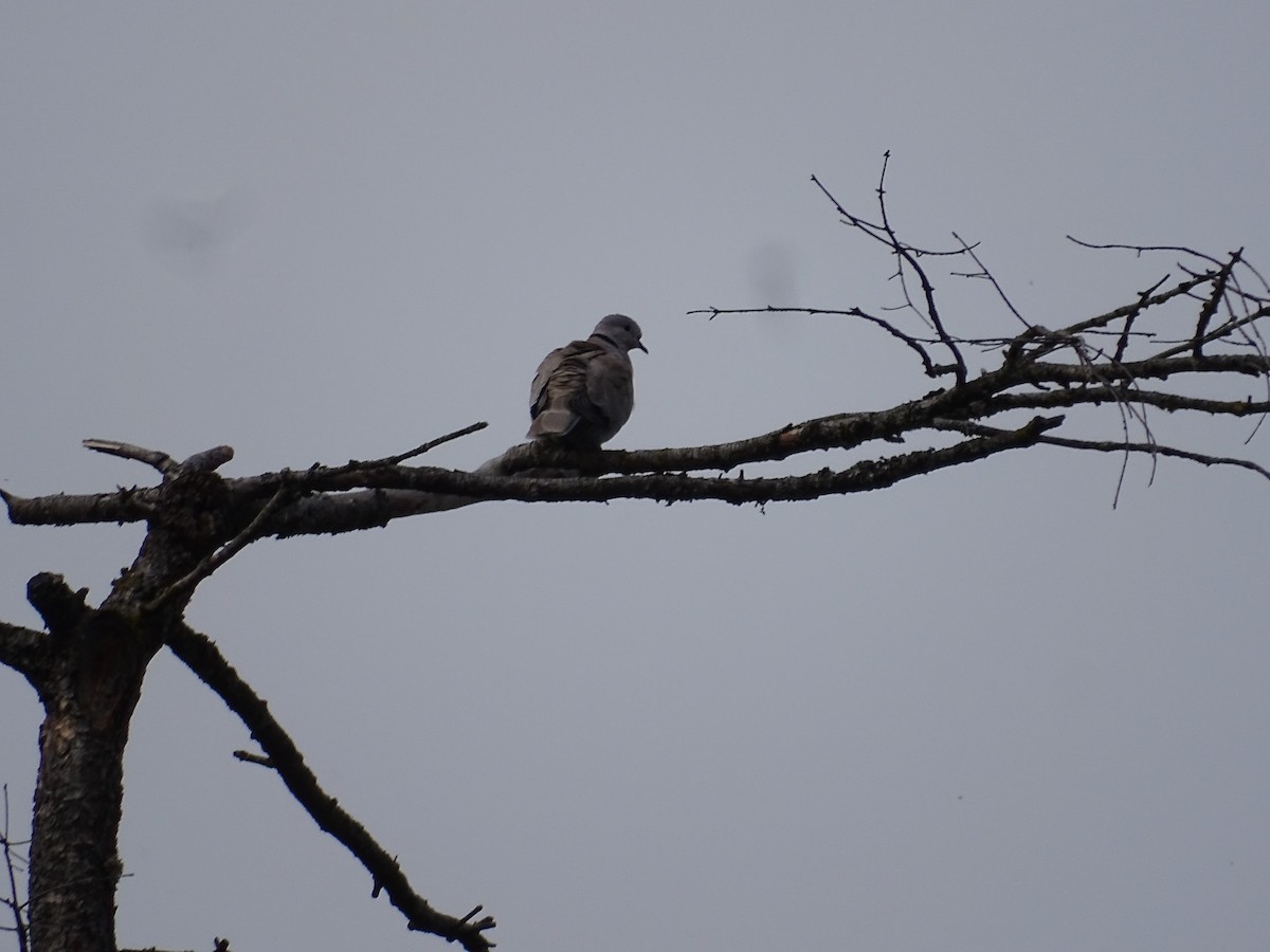 Eurasian Collared-Dove - ML620111066