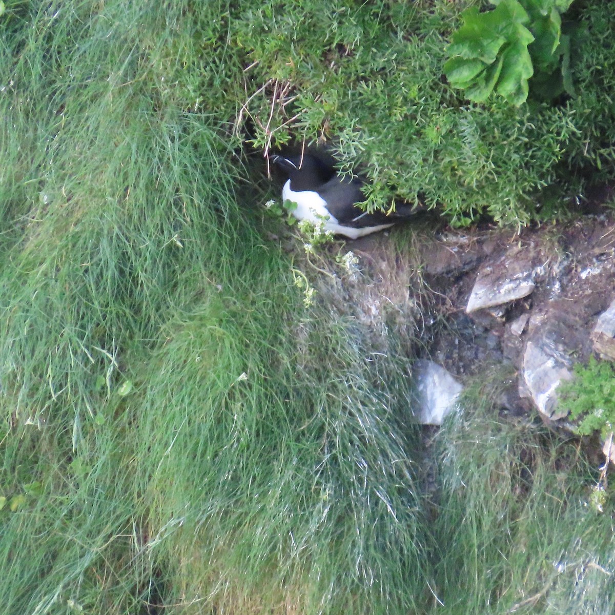 Razorbill - ML620111071