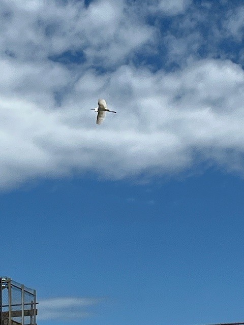 Great Egret - ML620111091