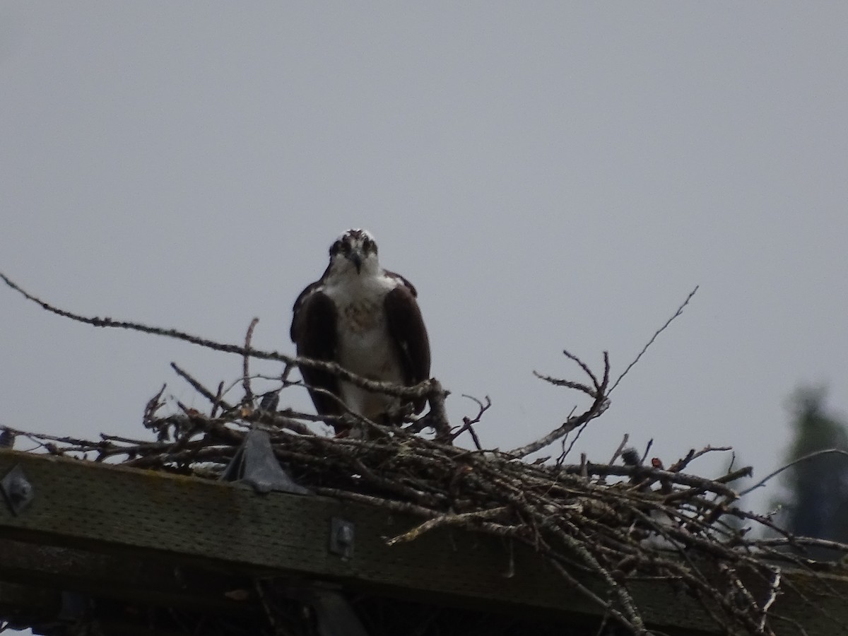 Osprey - ML620111124