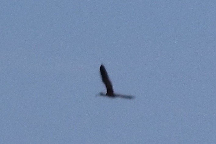 ibis hnědý - ML620111126
